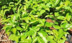 Yellow Passion Fruit Seedlings in Kenya at Fruit Africa Veriplant Nursery