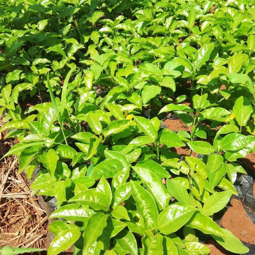 Yellow Passion Fruit Seedlings in Kenya at Fruit Africa Veriplant Nursery