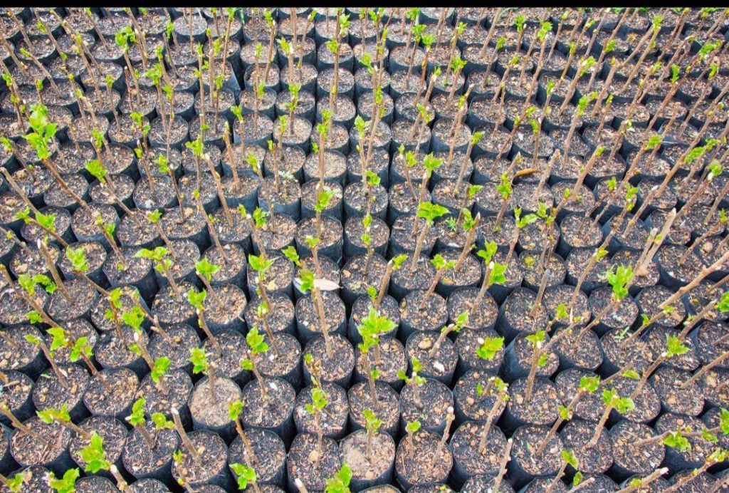 Young Mulberry Seedlings at Fruit Africa Veriplant nursery