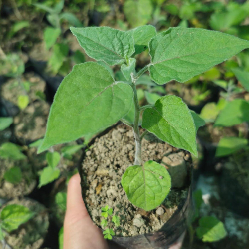 gooseberry seedlings
