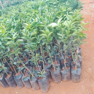 grafted pixie orange seedlings