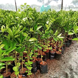 grafted valencia orange seedlings