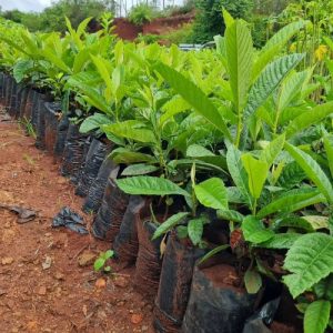 Loquat Seedlings