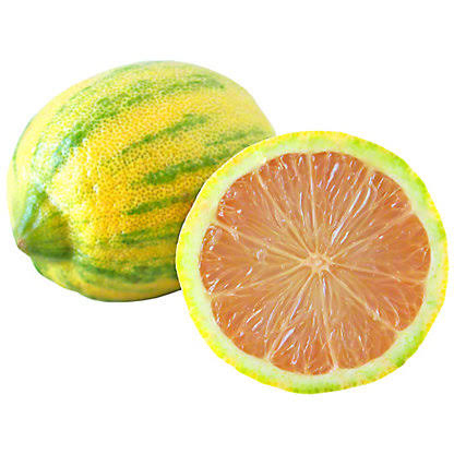 variegated pink Lemon